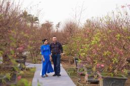 Peach perfect blooms herald Tết at Nhật Tân festival