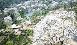 Điện Biên set to bloom as Hoa Ban Festival 2026 lights up the northwest