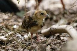 Vietnamese pheasants successfully hatched at Belgian zoo