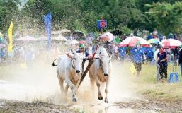 Ox jockeys in Bảy Núi preserve Khmer traditional culture