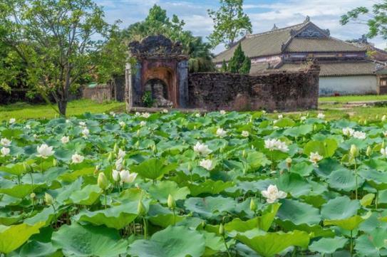 Lotus Festival lights up Huếs summer