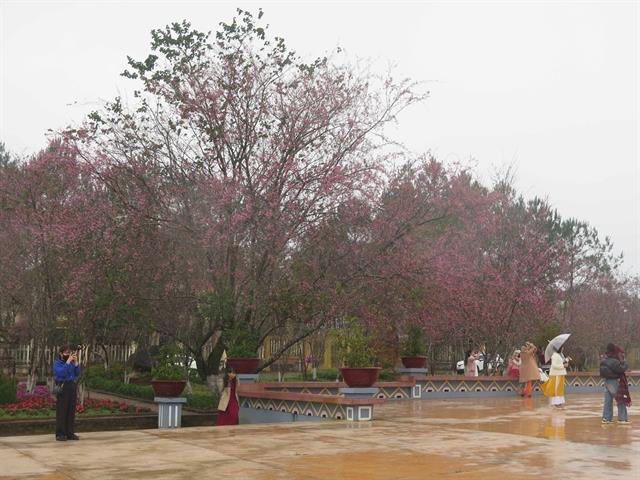 Mountain town coloured with pink cherry blossoms