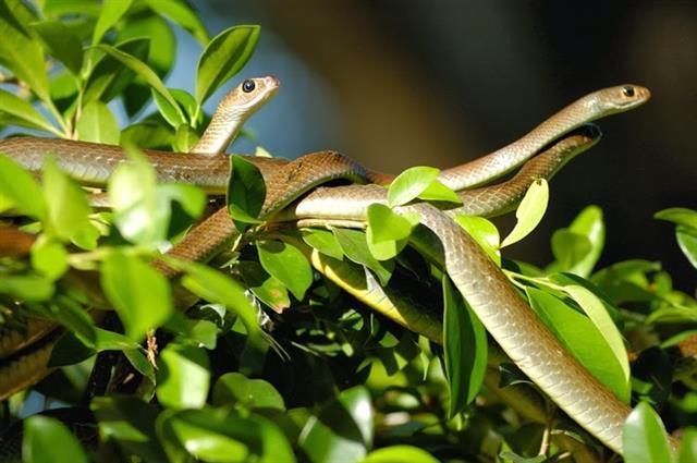 Đồng Tâm Snake Farm, the Mekong Deltas one-of-a-kind Snake Kingdom