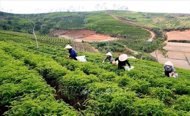 Four records set as Việt Nam hosts first-ever world tea fest 2025