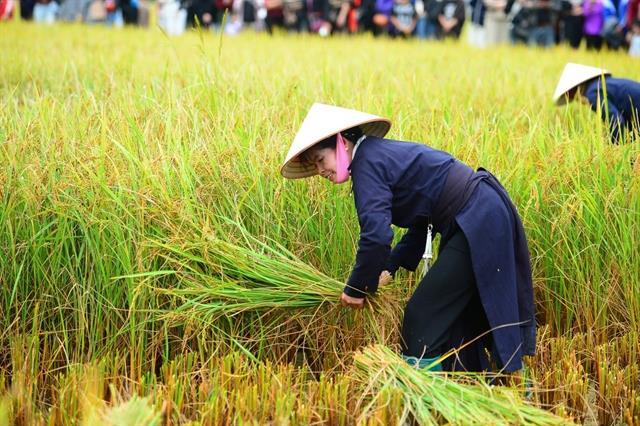 Exploring Quỳnh Sơn Village during harvest festival season