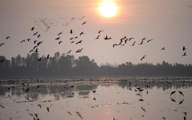 Ecotourism, conservation go hand in hand in Tràm Chim
