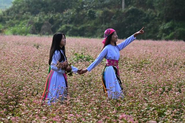 Exploring the beauty of karst plateaus in buckwheat flower season