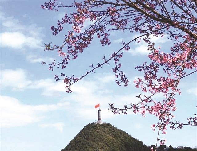 Flowers blossom to welcome spring