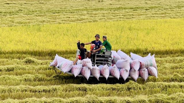 Delta preserves identity via rivers and rice