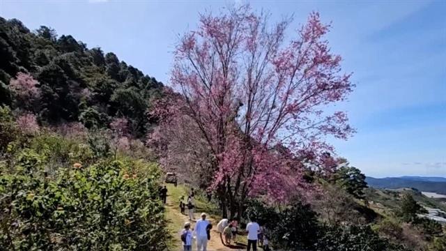 Cherry blossom season in Đà lạt