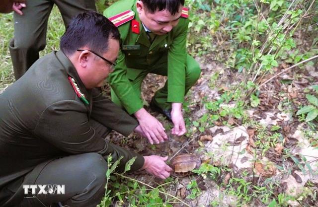 Nghệ An: Endangered Indochinese box turtle released back into nature