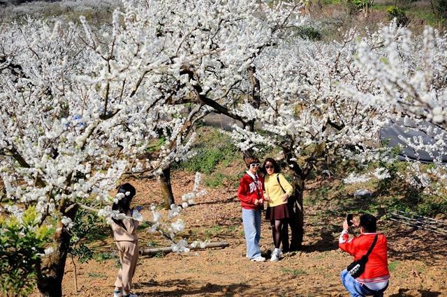 Plum blossom season, a romantic escape to Mộc Châu