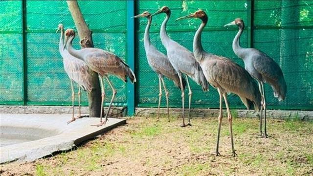 Đồng Tháp receives first sarus cranes from Thailand for conservation