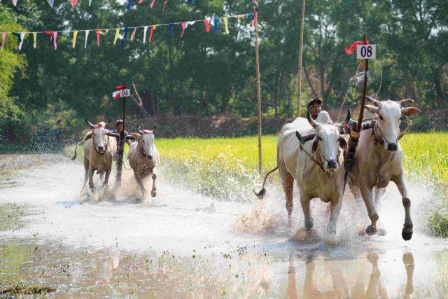 Bull race celebrates Khmer heritage and tradition