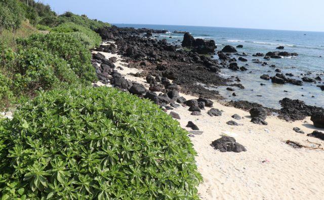 Small Island, a slice of Maldives in Quảng Ngãi