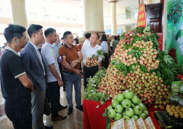 Promising season ahead for lychees