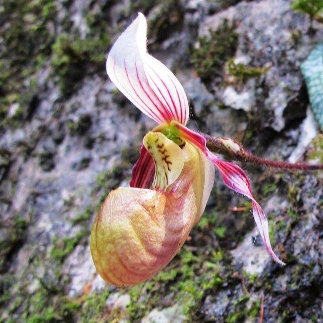Slipper orchid species are in danger