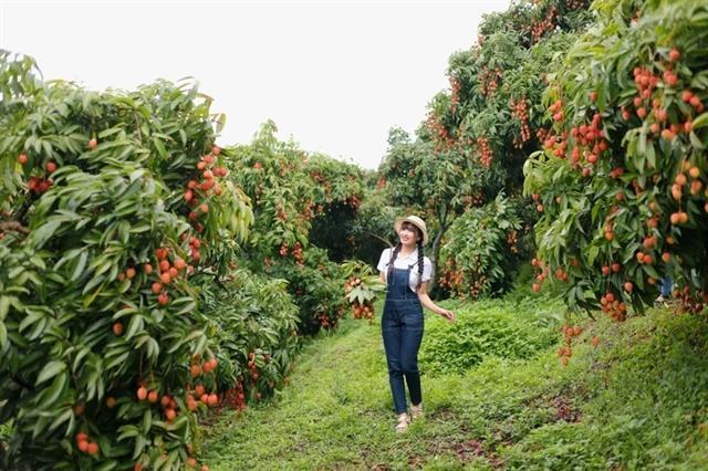 Lychee season draws tourists to Bắc Giang