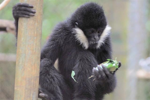 Gibbon rescued from drug lord finds shelter