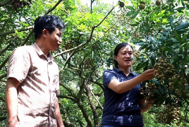 Longan for the ride as tourists rush to Hưng Yên harvest