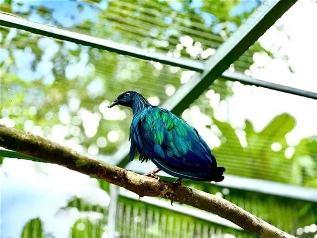 Côn Đảo National Park receives five rare Nicobar pigeons