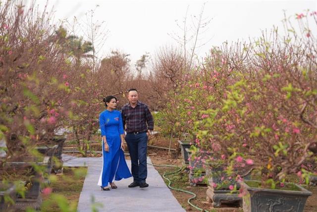 Peach perfect blooms herald Tết at Nhật Tân festival