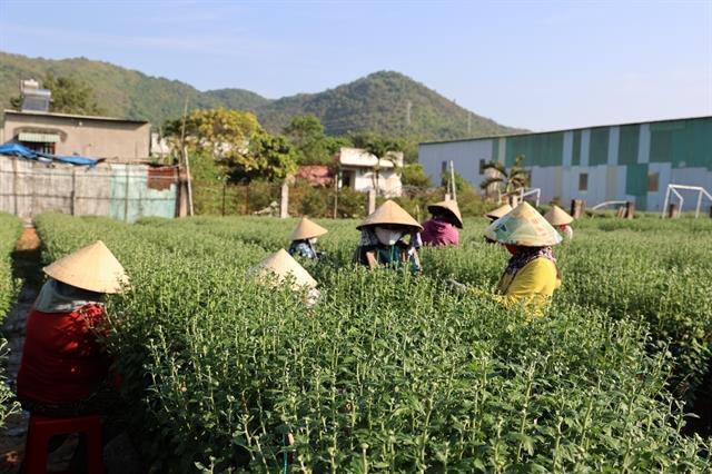 HCM City flower villages ready for upcoming Tết