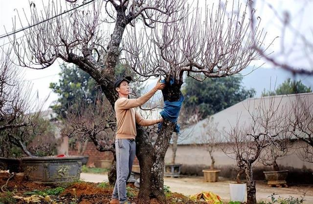Đà Bắc peach trees draw crowds ahead of Lunar New Year