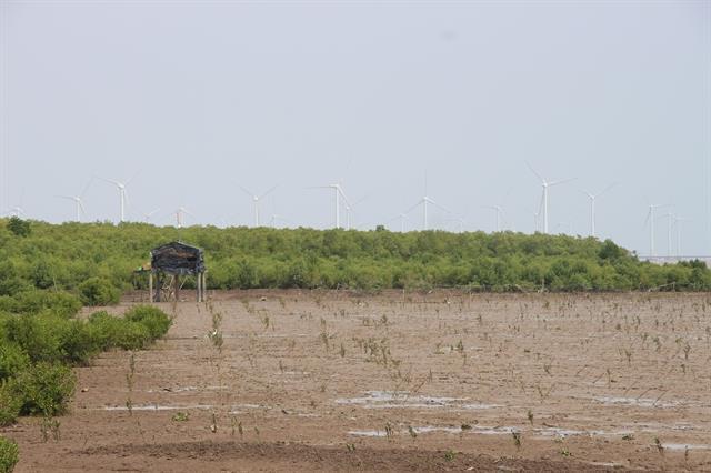 Cà Mau Province turns mangrove forests into green economic engine