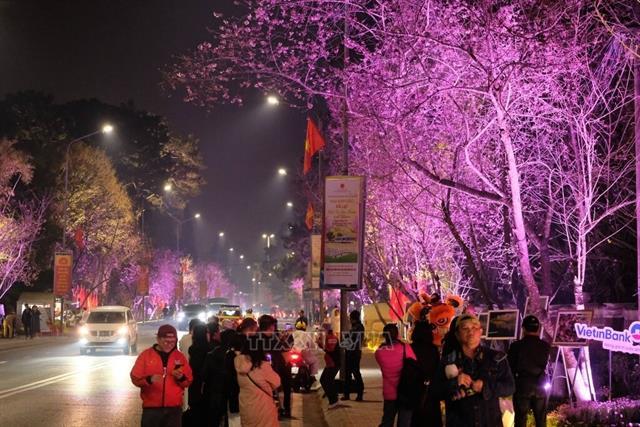 Đà Lạt opens cherry blossom viewing space on heritage route