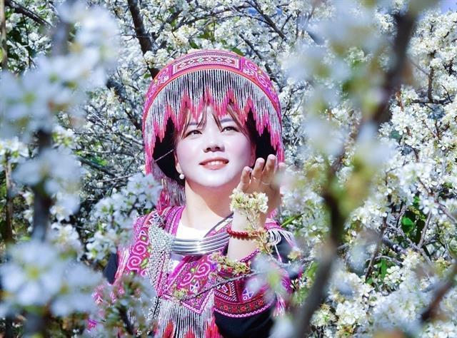 Embracing delicate beauty of northwest plum blossoms