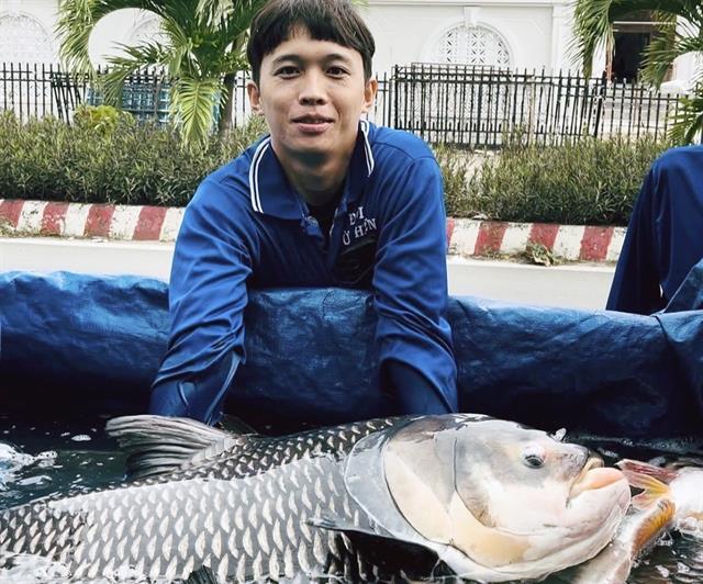 Giant catfish make a splash into the Tiền River