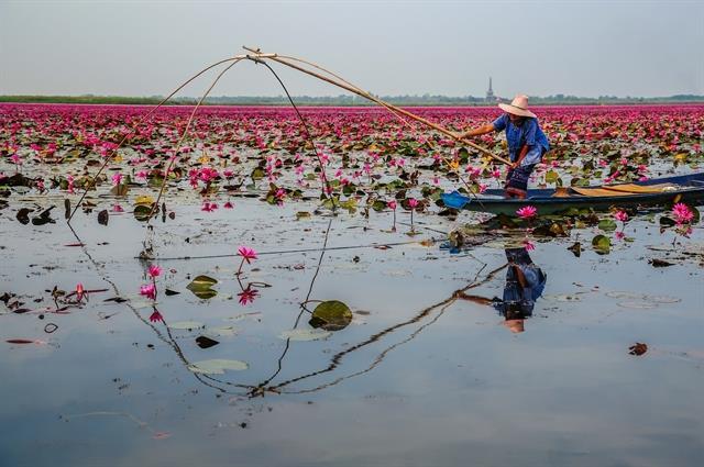 Đồng Tháp taps ecological, cultural strengths to develop sustainable tourism