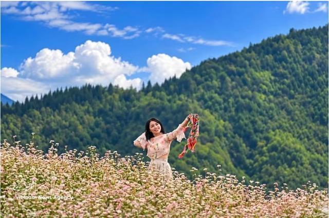 Lũng Cú attracts visitors to Tuyên Quang as buckwheat flowers burst into bloom

