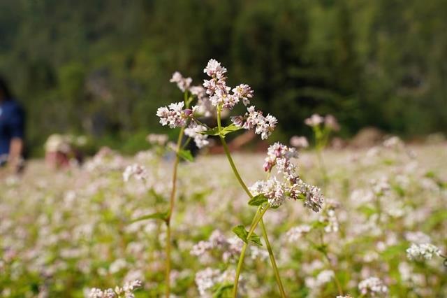 Buckwheat flower season draw tourists to the rocky plateau