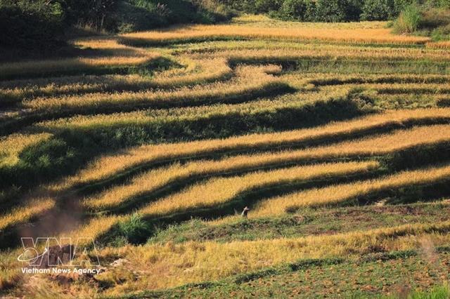 Miền Đồi terraced field festival attracts visitors to Phú Thọ Province

