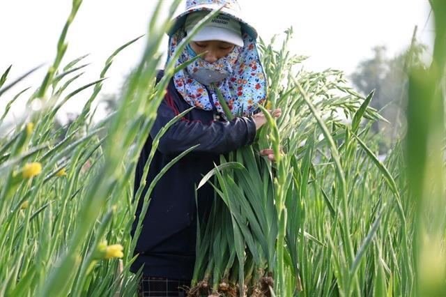 Quảng Ngãi gladiolus craft listed as intangible cultural heritage