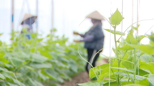 Israeli know-how takes root