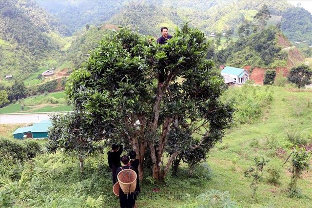 Thái Nguyên holds international festival to honour tea products, brands
