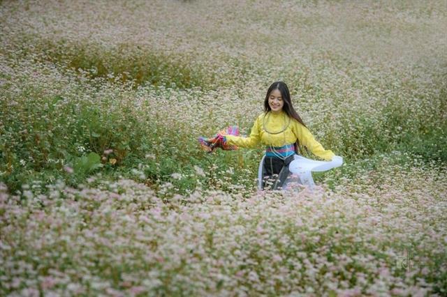 Buckwheat blossoms help extend tourism season in stone plateau