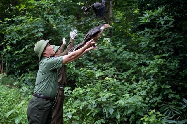Seventeen wild animals released into natural habitat in Quảng Trị