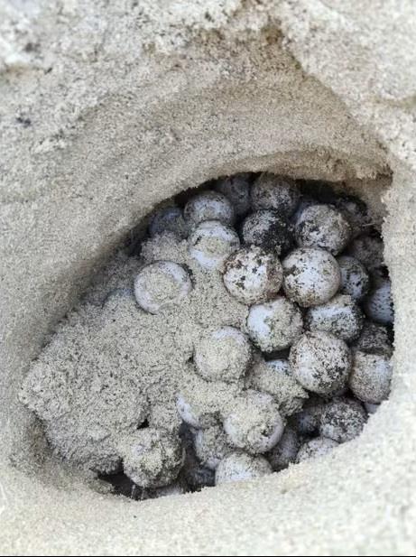 Sea turtle nests on Lâm Đồngs Hòn Cau island for sixth time this year