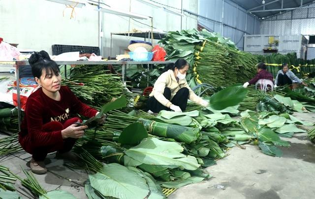 Dong leaves find their way to overseas Tết celebrations