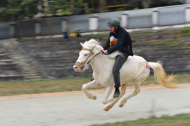 The image of horse in the lives of Vietnamese people

