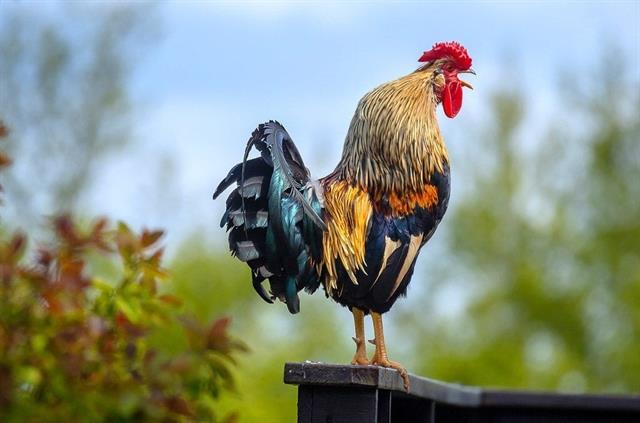 Mastering skills for a perfect food to offer to our ancestors
