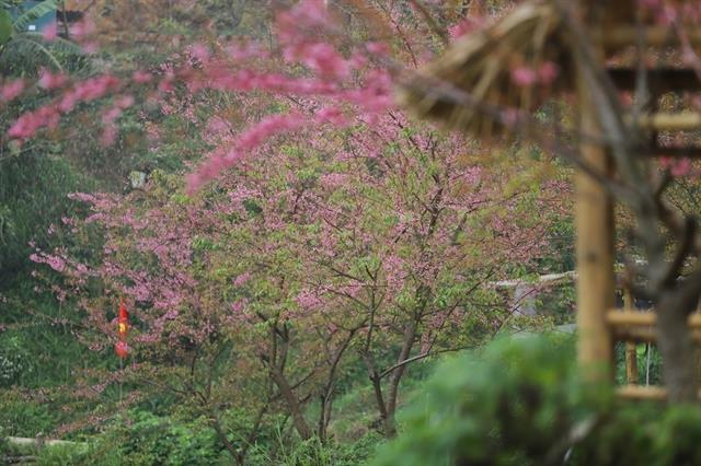 Mừng Village transforms into a spring paradise