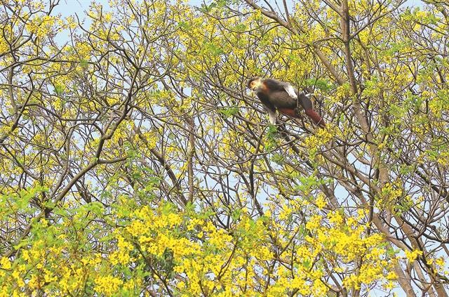 Sơn Trà Forest, a paradise home for the red-shanked doucs