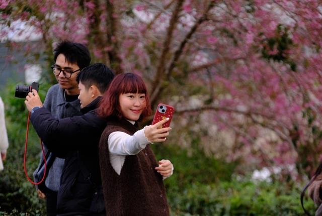 Cherry blossoms draw visitors to Đà Lạt