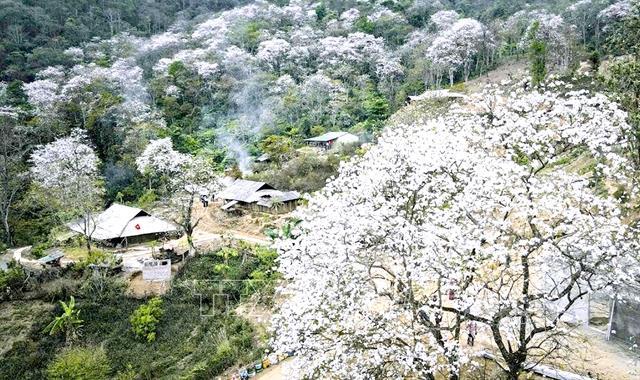 Điện Biên set to bloom as Hoa Ban Festival 2026 lights up the northwest