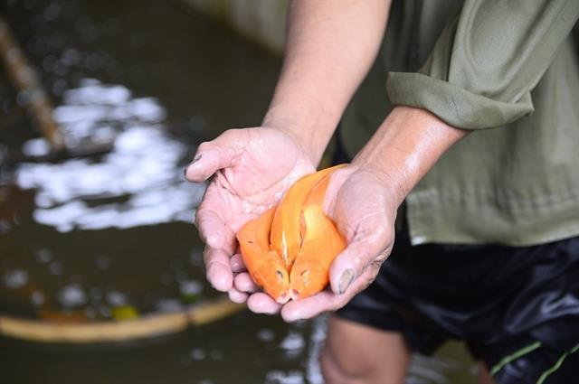 Worshipping Kitchen Gods: traditional ritual celebrating the beginning of Tết